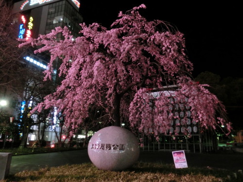 上野恩賜公園の桜