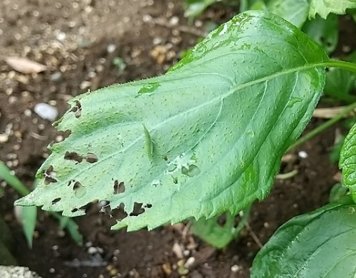 2ページ目の 庭の虫たちの話 ネコ様とガーデニング 楽天ブログ
