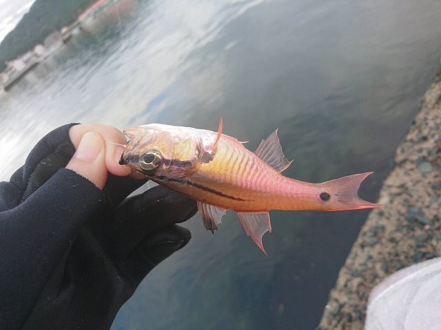 showPhoto (640×480)