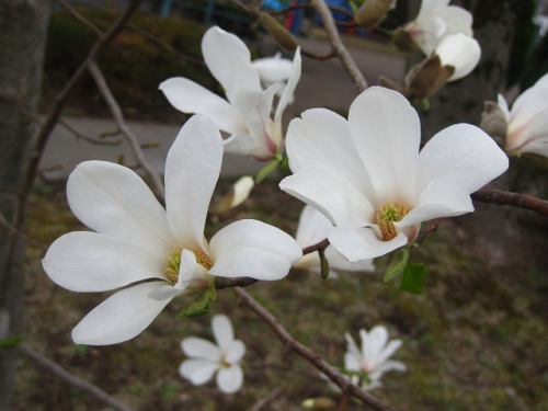 同じコブシの木で 花びらが6枚の花と 花びらが9枚の花を見つけました 花びらと萼片は遺伝情報の共通性が大きく 枝変わりとして変異が現れるのでしょうか しろうと自然科学者の自然観察日記 楽天ブログ