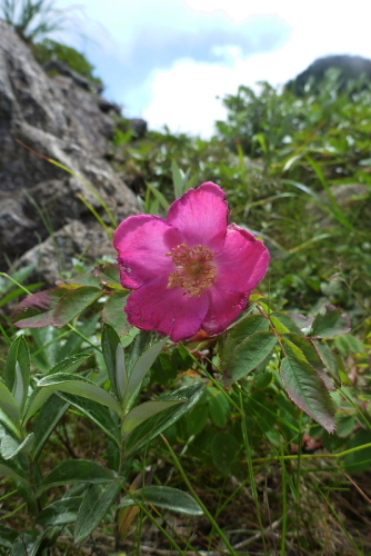 22谷川岳の花.jpg