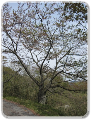 桜（木ノ宗山森公園）_9177.jpg