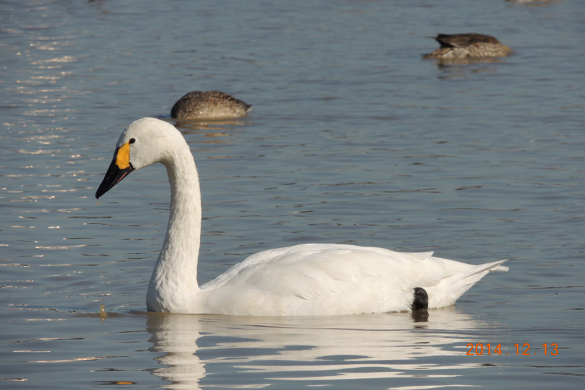 白鳥　26,12-039w.jpg