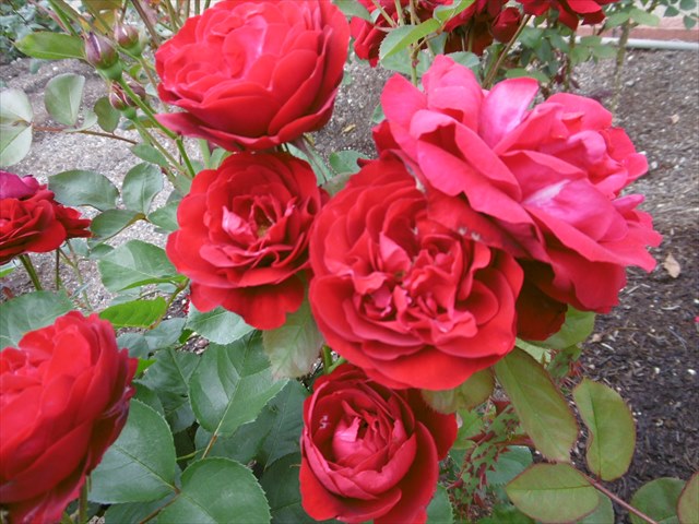 P1200730_R.JPG