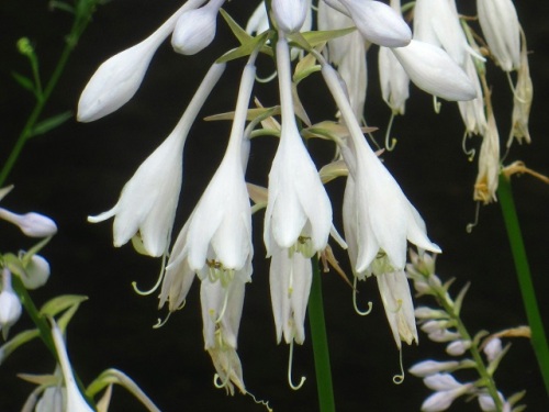 オオバギボウシの花 オオバギボウシの花言葉は 落ち着き 静寂 沈静 変わらない思い などだそうです しろうと自然科学者の自然観察日記 楽天ブログ