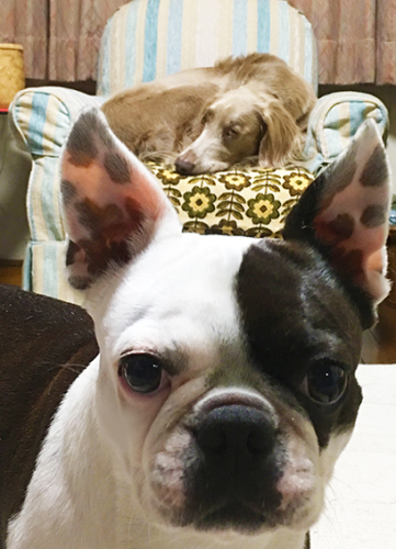 ファイル 2017-04-27 12 24 42-02***.jpg