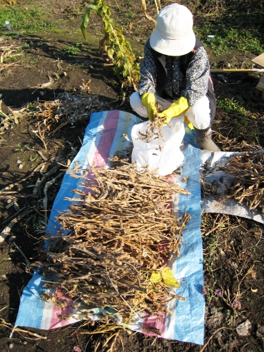 大豆の収穫　その６.JPG