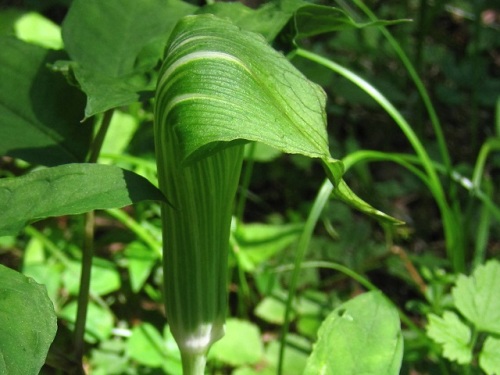 花の様子が鎌首をもたげたマムシを連想させるマムシグサの仲間の花 自然観察の振返り 16 サトイモ科の植物 第7回 しろうと自然科学者の自然観察日記 楽天ブログ