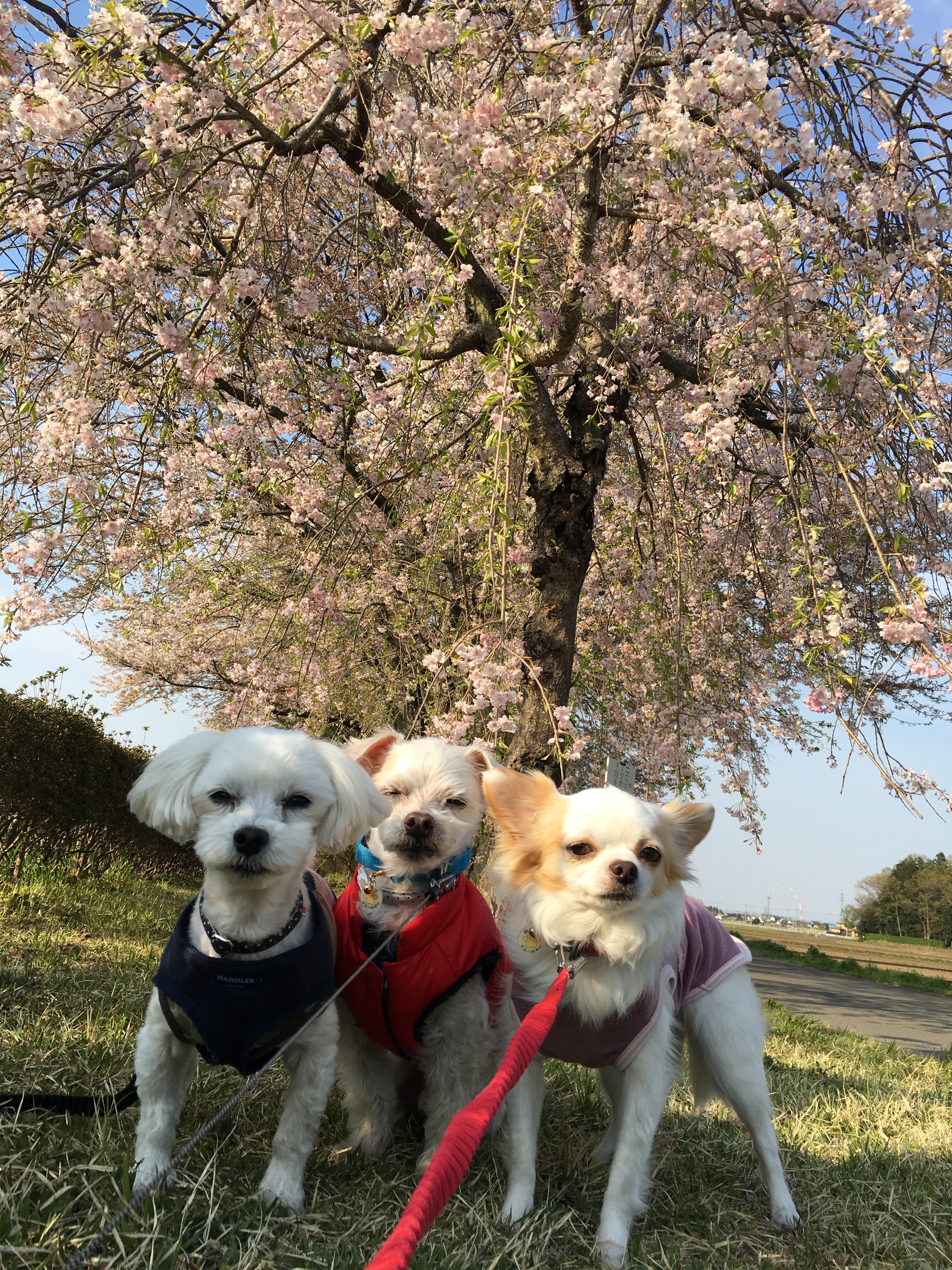 201604151613_3070_iphone.jpg