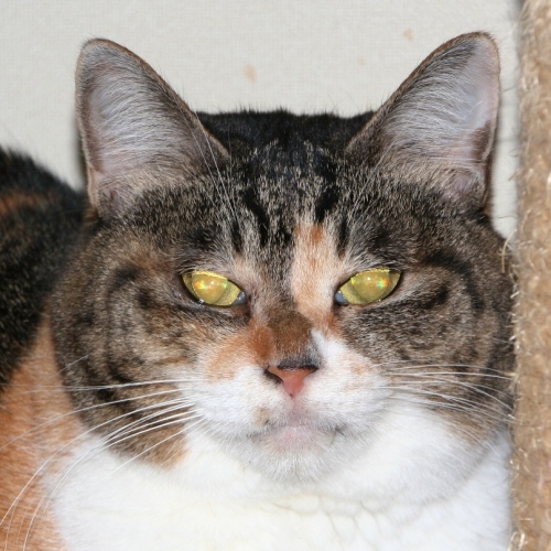 家族紹介用画像フォルダ