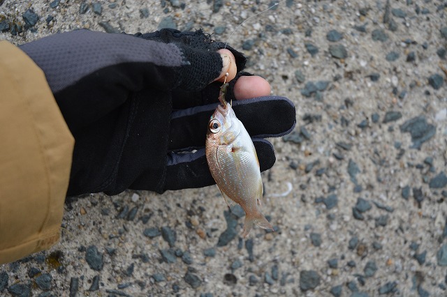 showPhoto (640×426)