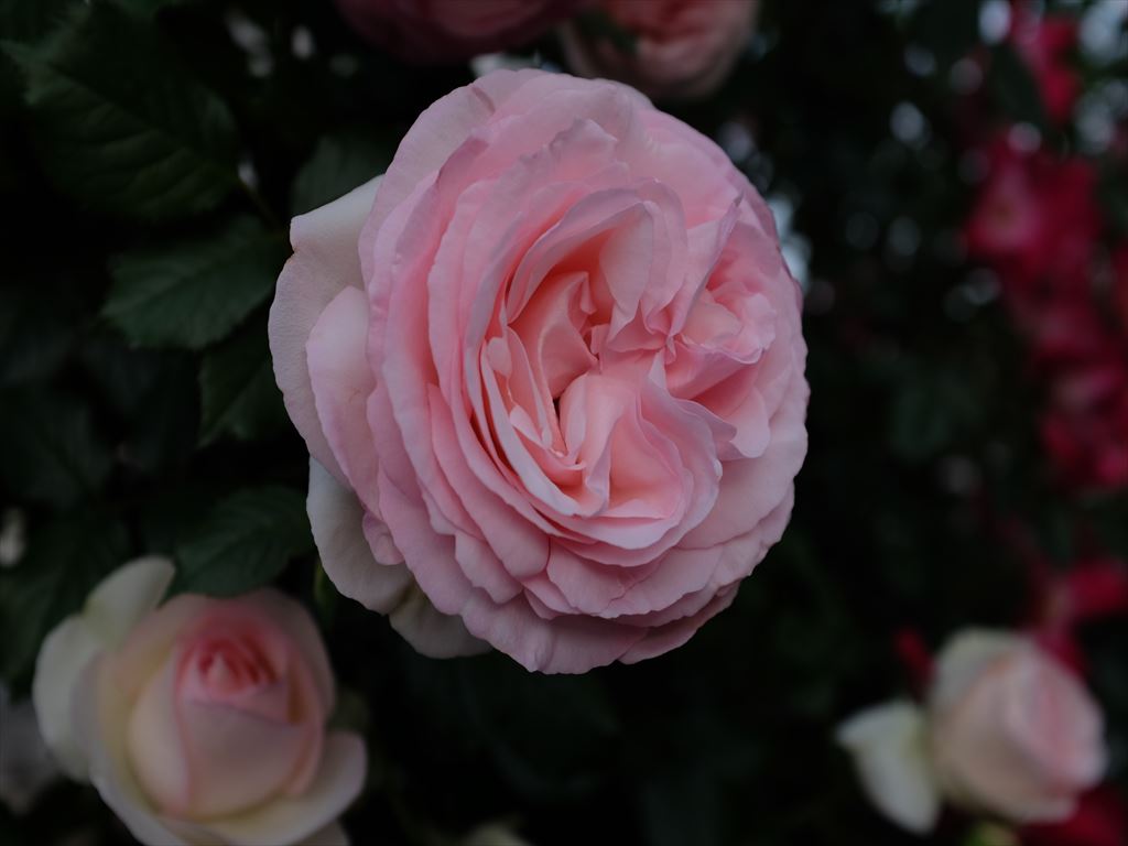 DSCF1185_R.JPG