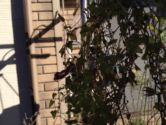 IMG_2575 (640x480).jpg