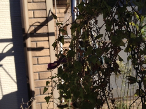 IMG_2575 (640x480).jpg