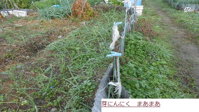 めにんにく.JPG