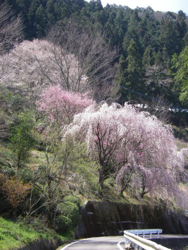 吉良しだれ桜　五分咲き