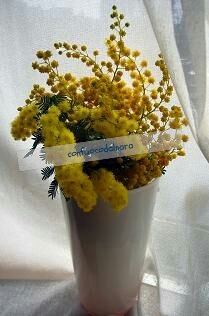 mimosa.jpg