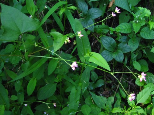 ママコノシリヌグイの花 秋の高尾山での自然観察 続き その23 しろうと自然科学者の自然観察日記 楽天ブログ