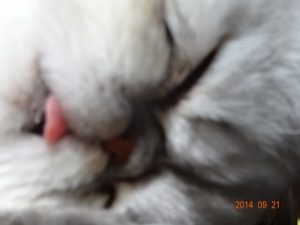 DSC04321 (300x225).jpg