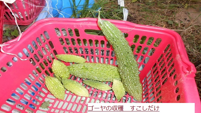 ごーや.JPG