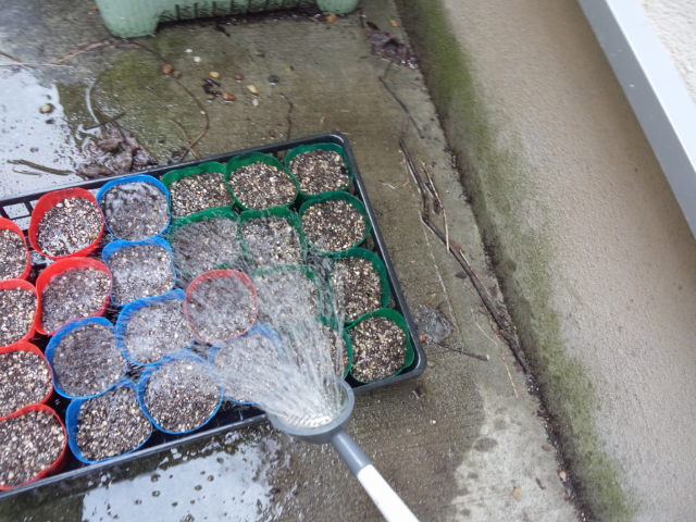 03ソラマメとエンドウのポットに水をかけ流して肥料分を落とす