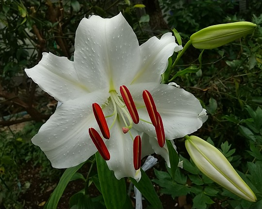 DSC_4278.JPG