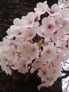 幹にこんもり桜2014