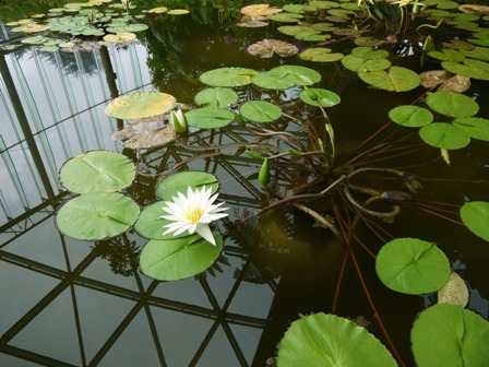 植物園５.jpg