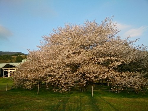 20150426  DSC_0002.jpg