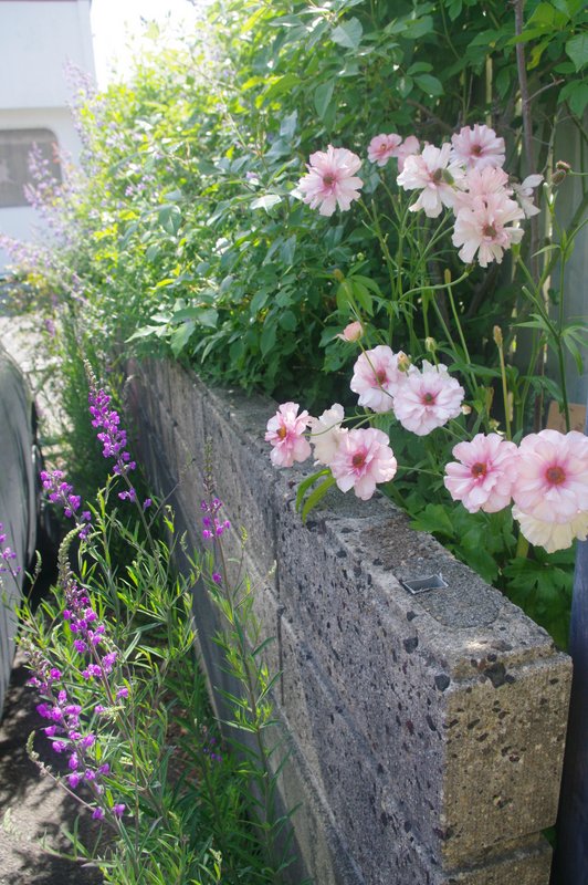 IMGP0610.JPG