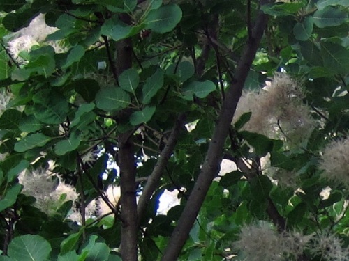 煙に巻く はかない青春 の花言葉がつけられたスモークツリー 煙の木 の花と果実 自然観察の振返り 19 ウルシ科の植物 第1回 しろうと自然科学者の自然観察日記 楽天ブログ