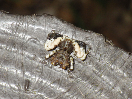 カトウツケオグモ