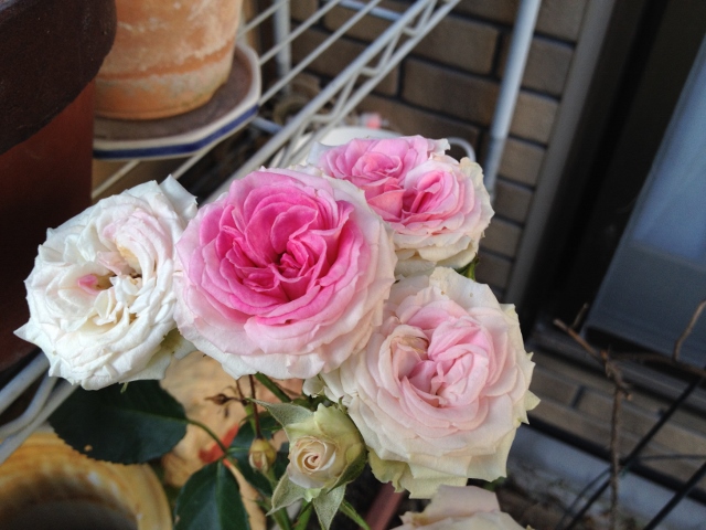 IMG_9350 (640x480).jpg