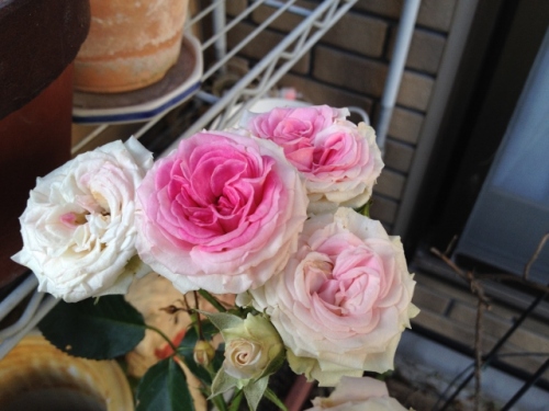 IMG_9350 (640x480).jpg