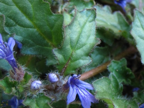 キランソウの花 春 4月中旬 の高尾山での自然観察 その しろうと自然科学者の自然観察日記 楽天ブログ