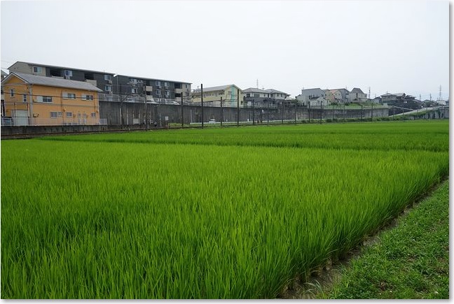 08田んぼの向こうに