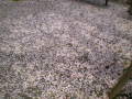 2012415桜 004.jpg