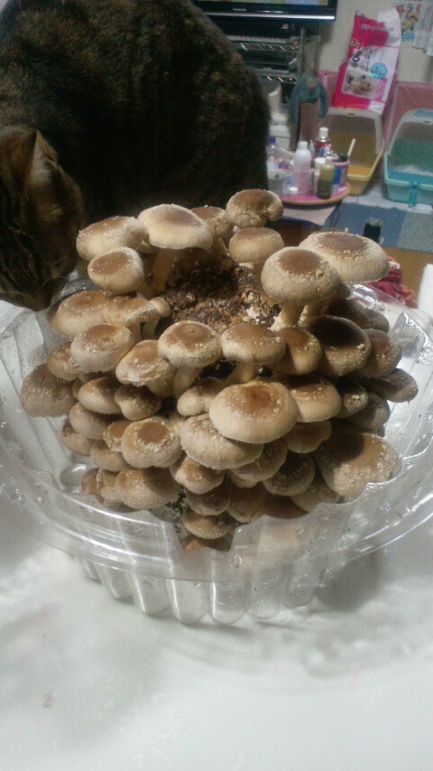 2013021318210001.jpg
