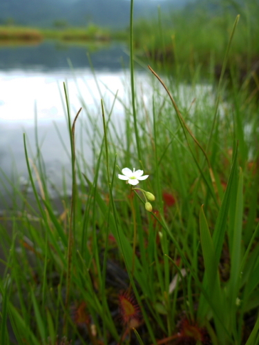 モウセンゴケの花2.jpg