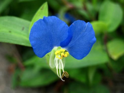 ツユクサ科 ツリフネソウ科 ドクダミ科の植物 ツユクサ ヤブミョウガ ツリフネソウ ドクダミ 19年高尾山植物観察 振り返り その30 しろうと自然科学者の自然観察日記 楽天ブログ