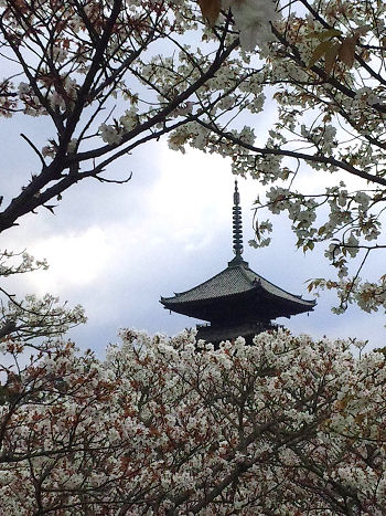 130411_10052 御室桜」の桜林s.jpg