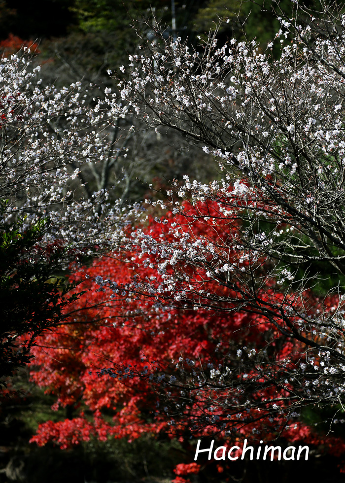 冬桜.jpg