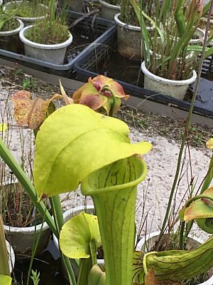 伊勢花しょうぶ園　サラセニア6.jpg