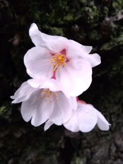 一番乗りソメイヨシノ2018