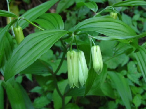 ホウチャクソウの花 晩春 4月下旬 5月初め の高尾山での自然観察 その18 しろうと自然科学者の自然観察日記 楽天ブログ