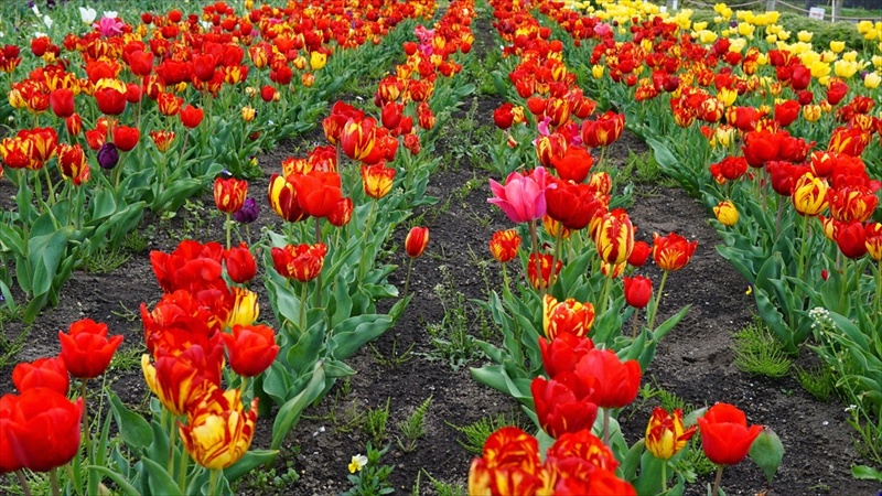 20150419 10202307.JPG