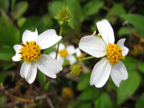 白く大きい舌状花が特徴のハイアワユキセンダングサの花 自然観察の振返り 15 キク科センダングサ属の植物 第5回 しろうと自然科学者の自然観察日記 楽天ブログ