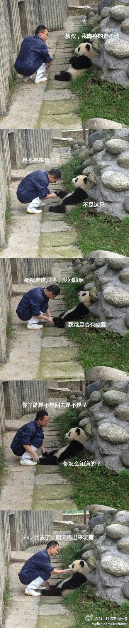 panda.JPG