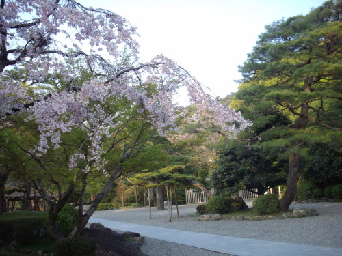 ゆらのと徒然草371 岐阜県の桜旅１ 岐阜公園の桜 ゆらのと 徒然草 楽天ブログ