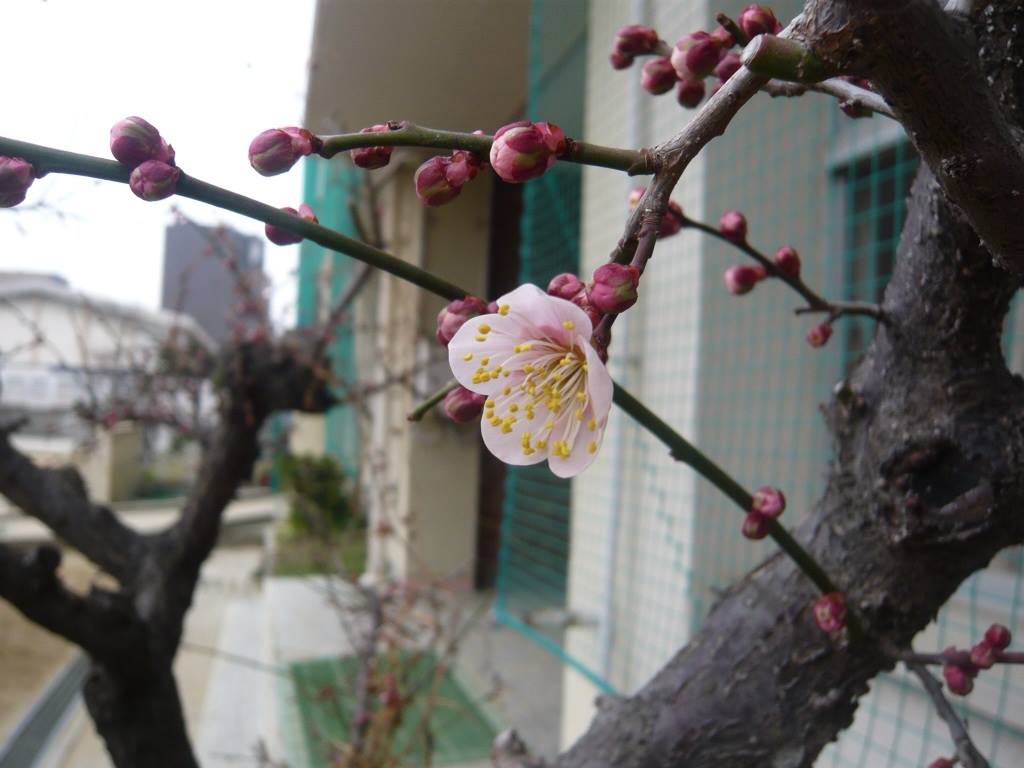 木川小学校の梅、咲きました。